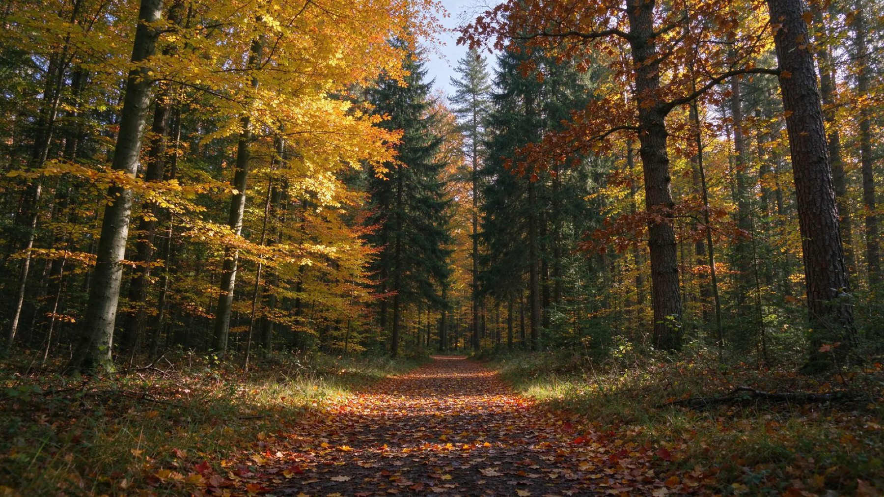 Herbstwald