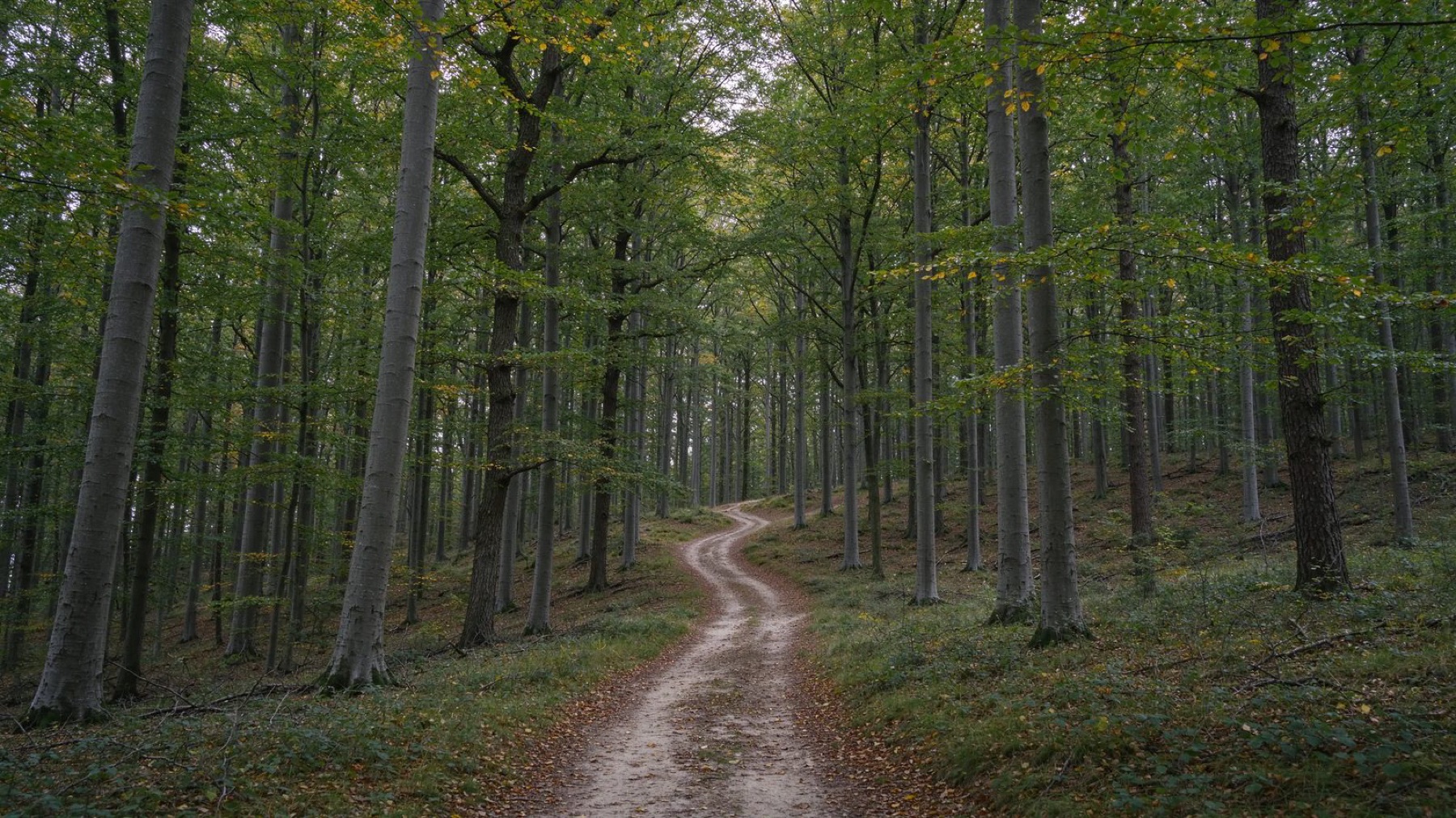 Laubwald mit Weg